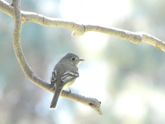 Empidonax hammondii