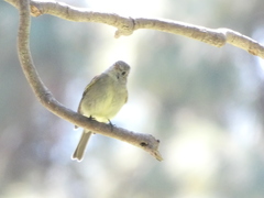 Empidonax hammondii
