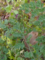 Corydalis paczoskii