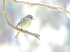 Empidonax hammondii
