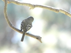 Empidonax hammondii