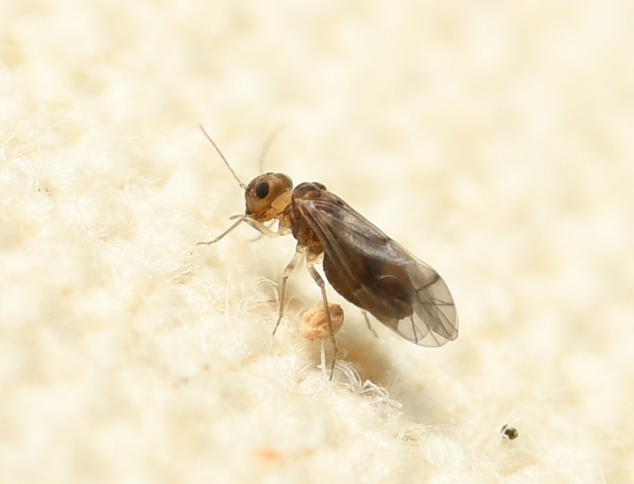 Peripsocus stagnivagus