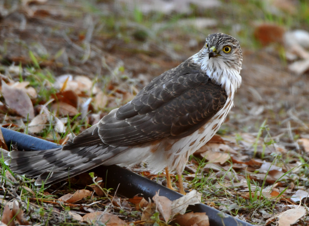 Sharp-shinned Hawk from 1073 Co Rd 411, Uvalde, TX 78801, USA on ...