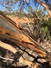 Eucalyptus socialis socialis