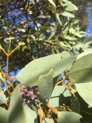 Eucalyptus socialis socialis