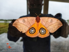 Automeris liberia