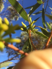 Eucalyptus socialis socialis