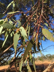 Eucalyptus socialis socialis