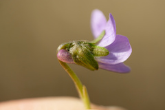 Viola × scabra