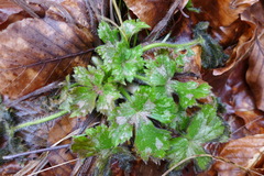 Ranunculus lanuginosus