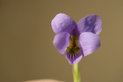 Viola × scabra