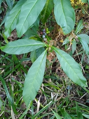 Rauvolfia verticillata