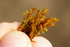 Scorpidium cossonii