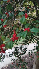 Ilex opaca