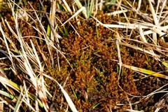 Scorpidium cossonii