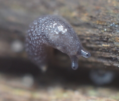 Arion intermedius