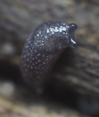 Arion intermedius