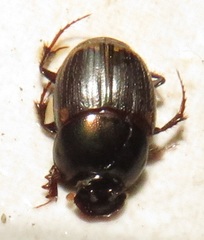Onthophagus giuseppecarpanetoi