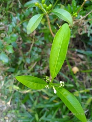 Rauvolfia verticillata