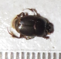 Onthophagus giuseppecarpanetoi