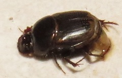 Onthophagus giuseppecarpanetoi