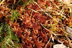 Sphagnum medium