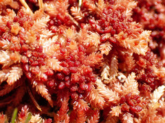Sphagnum medium