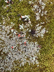 Cladonia incrassata