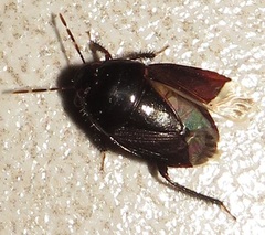 Macroscytus