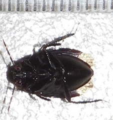 Macroscytus