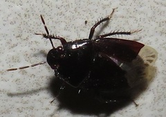 Macroscytus