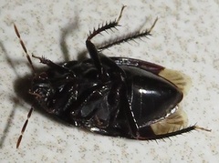 Macroscytus