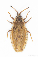 Tingis auriculata
