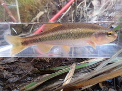 Dixie Chub photo 2