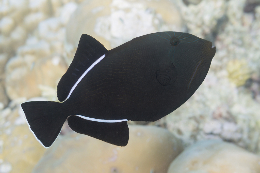 Indian Triggerfish