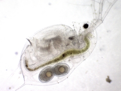 Daphnia galeata image
