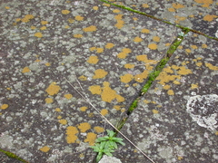 Xanthocarpia crenulatella