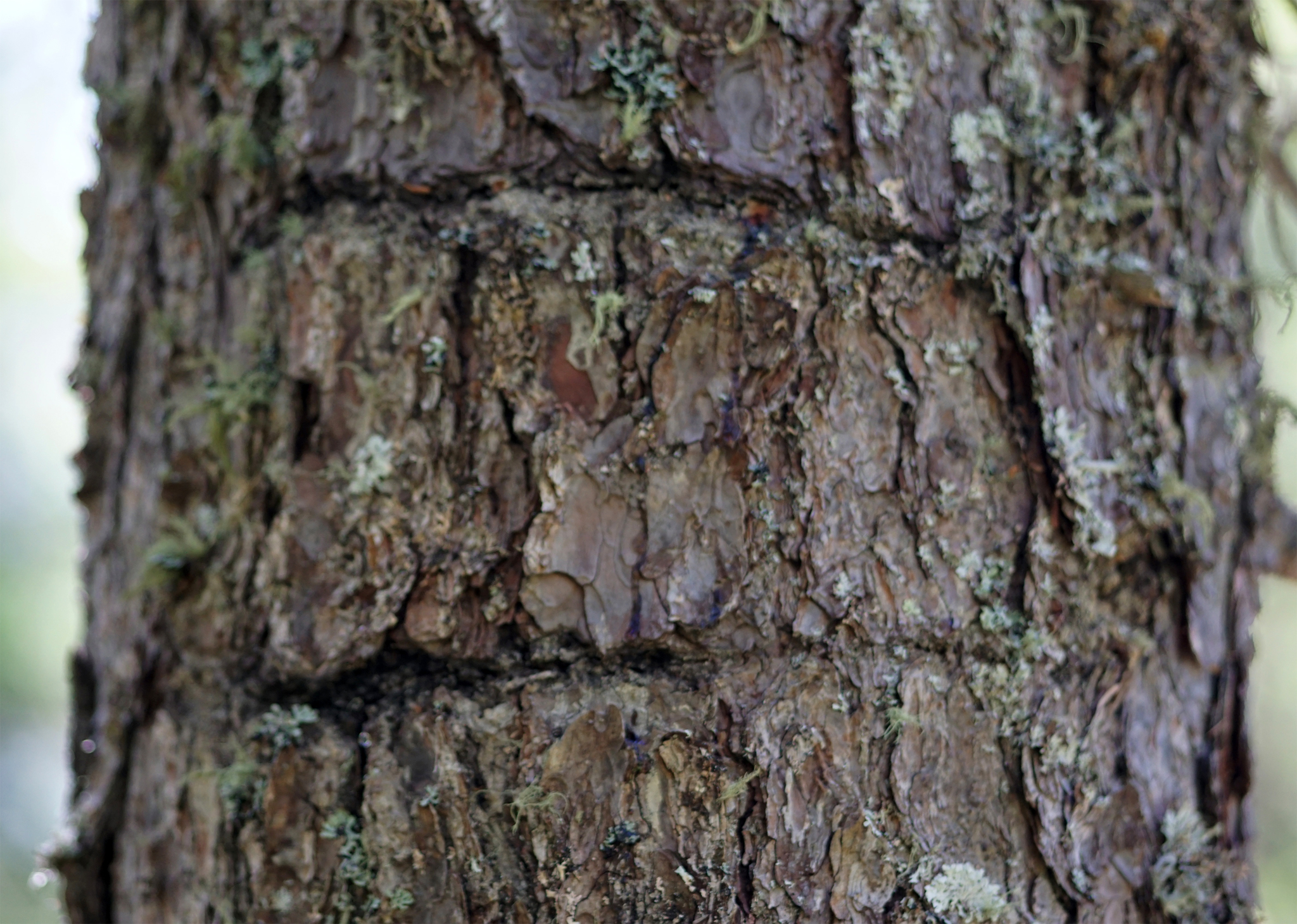 Eurasian Three-toed Woodpecker