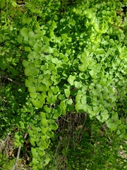 Adiantum jordanii