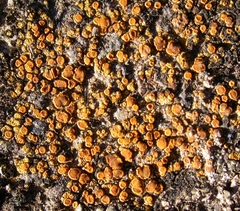 Xanthocarpia crenulatella