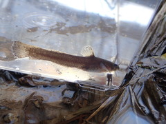 Noturus leptacanthus