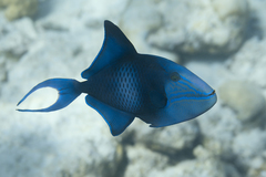 Odonus niger