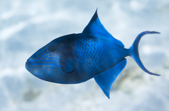 Odonus niger