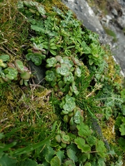 Sedum spathulifolium