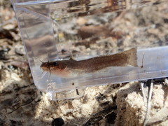 Noturus leptacanthus