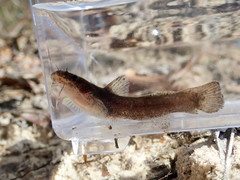 Noturus leptacanthus