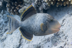 Pseudobalistes flavimarginatus