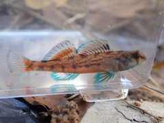 Coastal Darter photo 3
