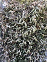 Selaginella wallacei