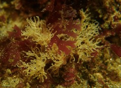 Themiste pyroides